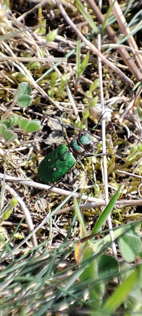 Cicindela campestris - mezei homokfutrinka