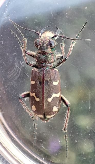 Cicindela soluta pannonica - pannon homokfutrinka