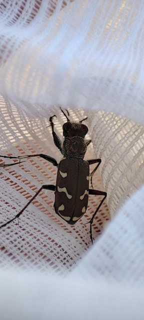 Cicindela soluta pannonica - pannon homokfutrinka