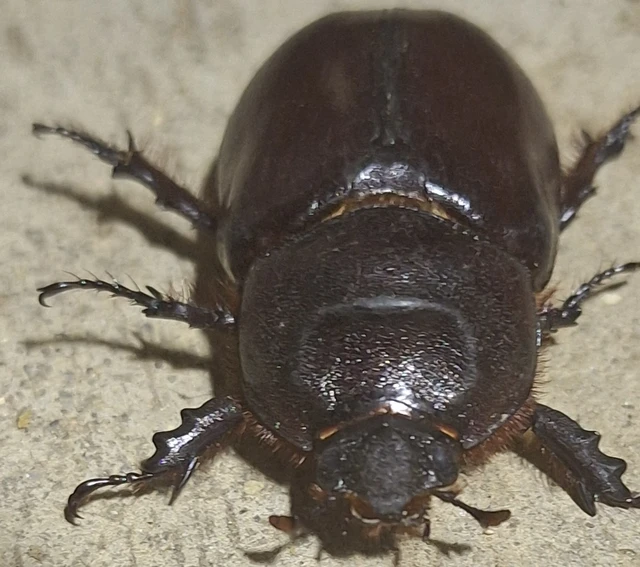 Oryctes nasicornis - orrszarvú bogár