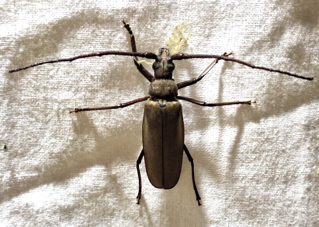 Aegosoma scabricorne - diófacincér