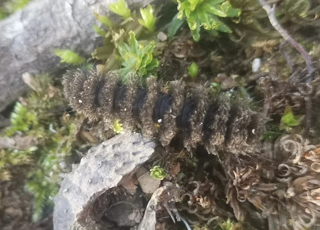Amata phegea - fehérpettyes álcsüngőlepke