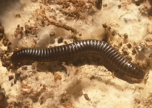 Diplopoda - Ikerszelvényesek
