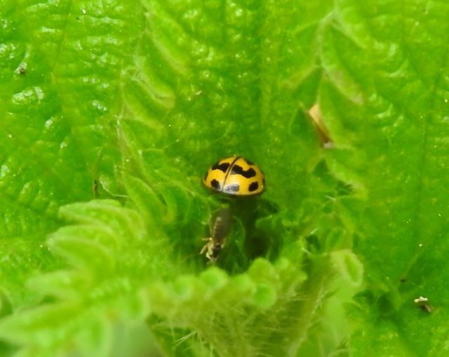 Propylea quatuordecimpunctata - tizennégypettyes füsskata