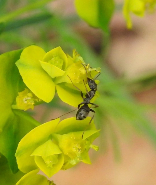 Formica fusca - kormos rabszolgahangya
