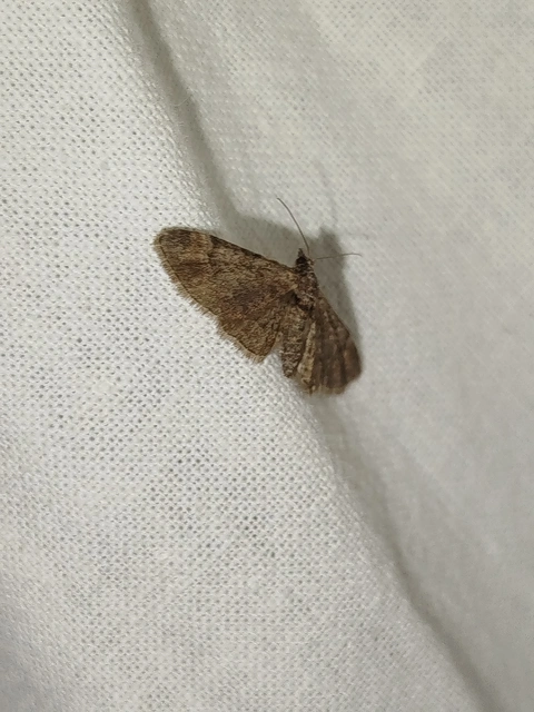 Gymnoscelis rufifasciata - vöröscsíkos törpearaszoló