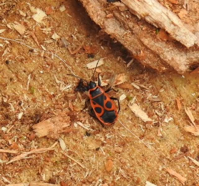 Pyrrhocoris apterus - verőköltő poloska