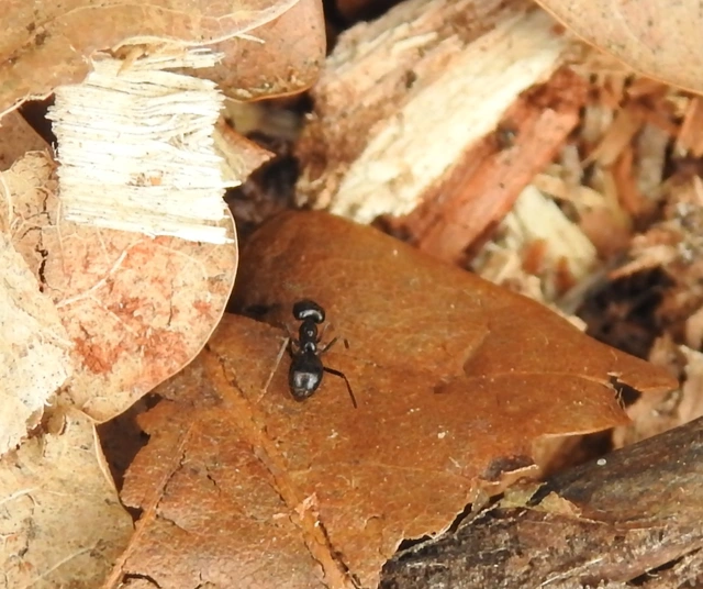 Lasius fuliginosus - kartonépítő fahangya