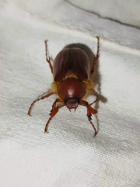Holochelus aequinoctialis - tavaszeleji cserebogár