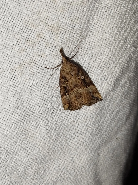 Hypena rostralis - közönséges karcsúbagoly