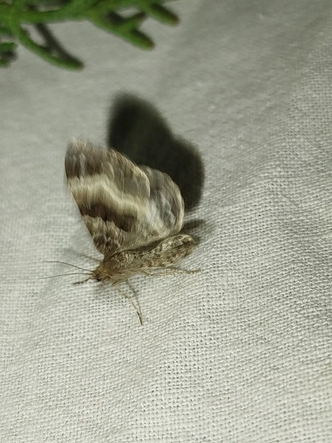 Epirrhoe alternata - galaj-tarkaaraszoló