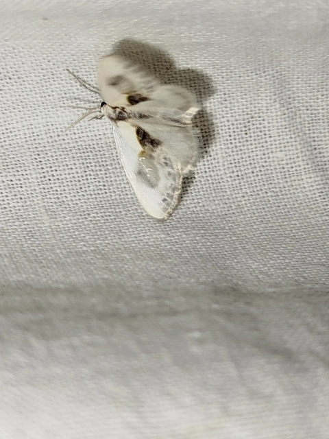Cilix glaucata - törpe sarlósszövő
