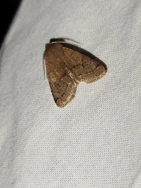 Orthosia cerasi - közepes barkabagoly