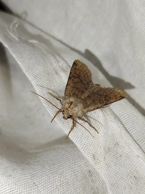 Conistra veronicae - veronika-őszibagoly