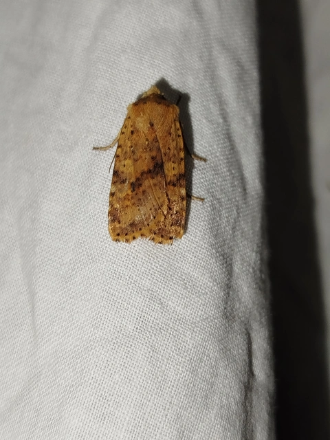 Conistra rubiginea - vörös őszibagoly