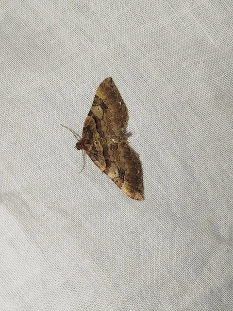 Earophila badiata - csipkerózsa-araszoló