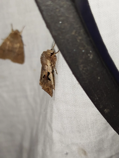 Orthosia gothica - feketefoltos barkabagoly