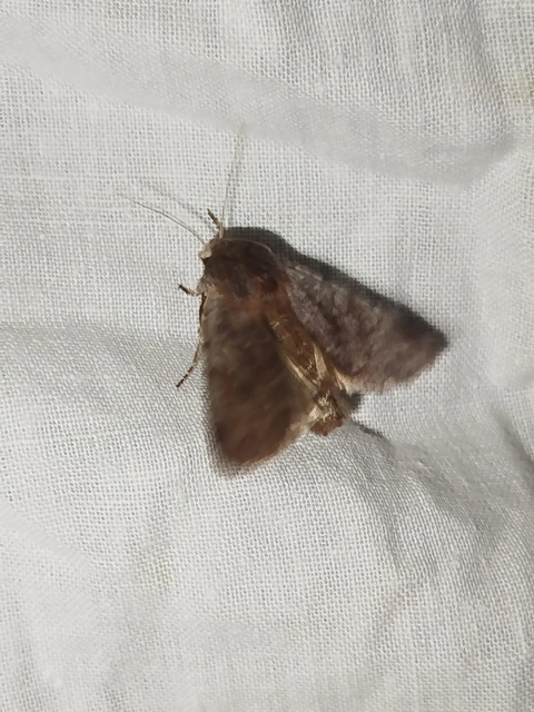 Cerastis rubricosa - vörhenyes tavaszibagoly