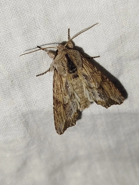 Egira conspicillaris - változékony szürkebagoly