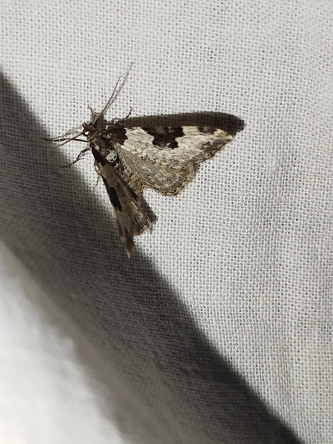 Xanthorhoe fluctuata - közönséges tarkaaraszoló