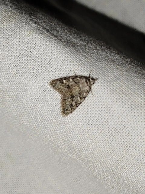 Nola cicatricalis - szürke pamacsosszövő
