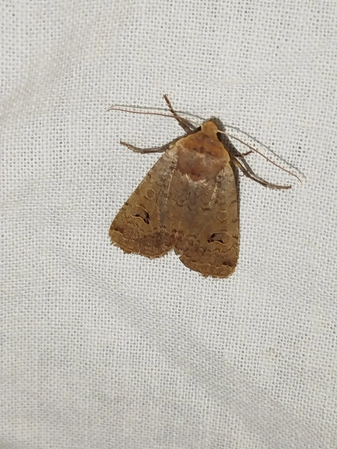 Conistra erythrocephala - vörösfejű őszibagoly