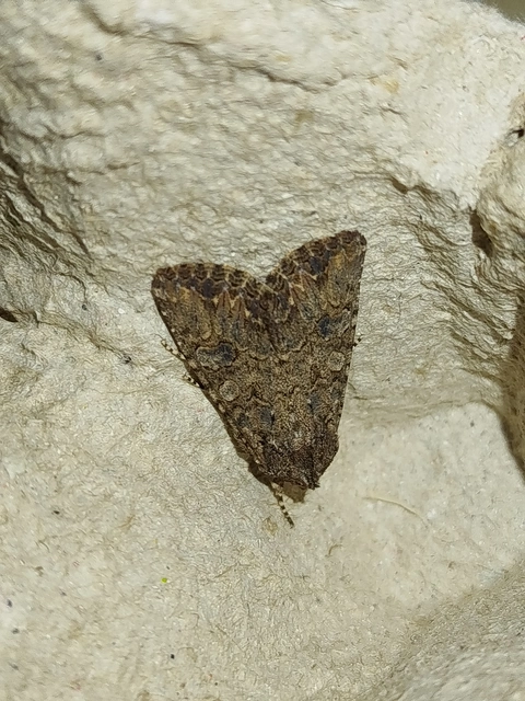 Hadula trifolii - lóherebagoly