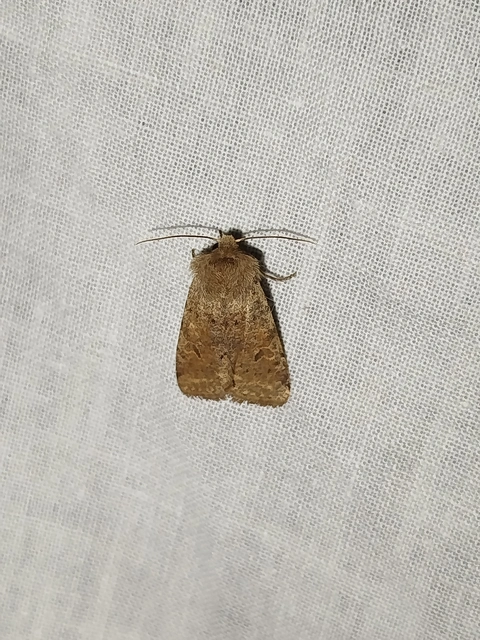 Orthosia cruda - kis barkabagoly