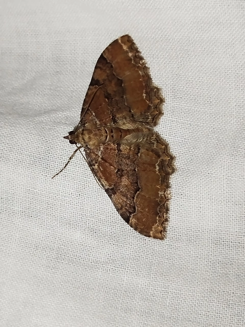 Hydria cervinalis - őzbarna araszoló