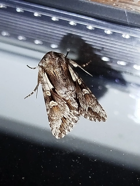 Chloantha hyperici - orbáncfű-sugarasbagoly