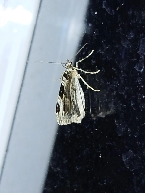 Xanthorhoe fluctuata - közönséges tarkaaraszoló