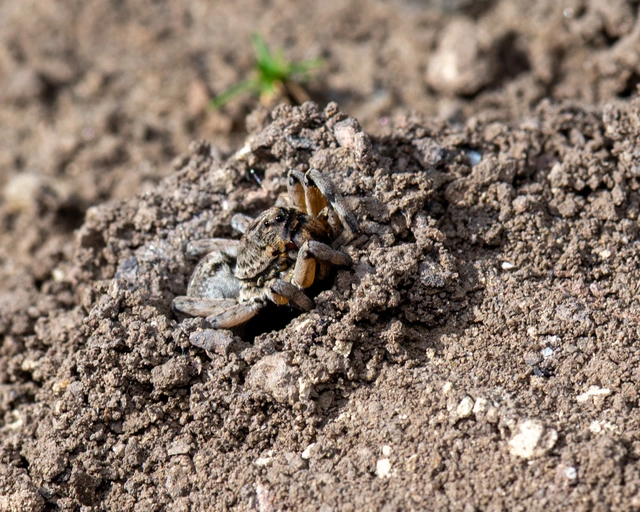 Geolycosa vultuosa - pokoli cselőpók