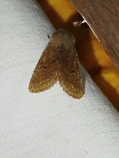 Orthosia cruda - kis barkabagoly
