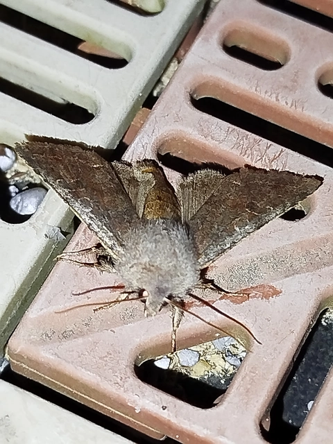 Orthosia incerta - változékony barkabagoly
