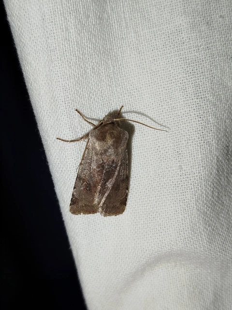 Cerastis rubricosa - vörhenyes tavaszibagoly