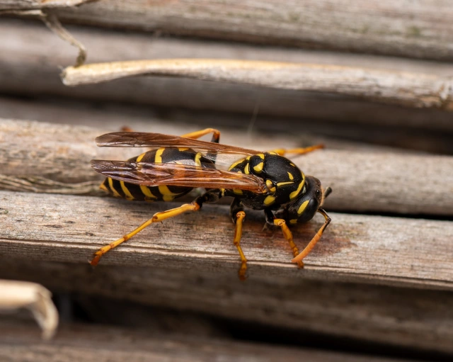 Polistes - papírdarazsak