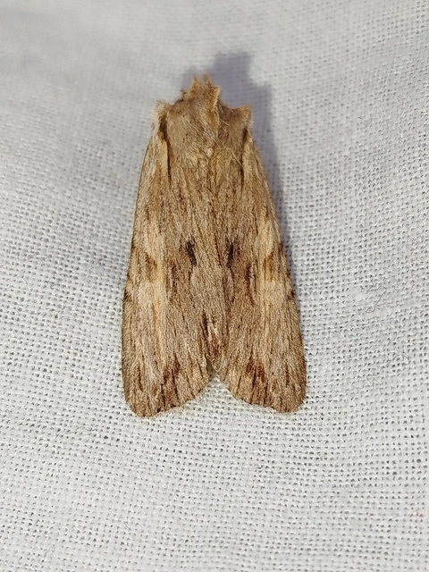 Lithophane socia - barna fabagoly