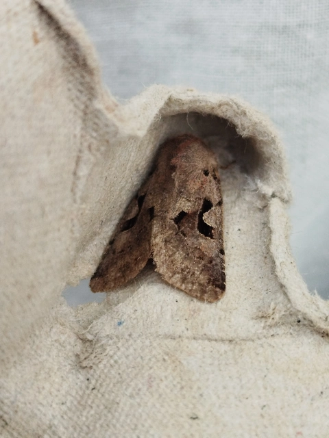 Orthosia gothica - feketefoltos barkabagoly