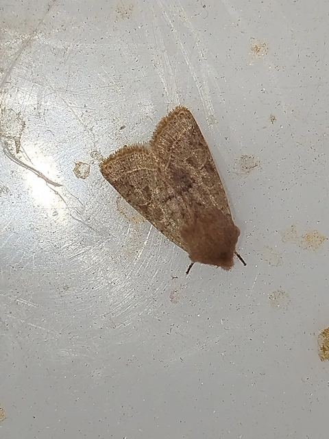 Orthosia cerasi - közepes barkabagoly