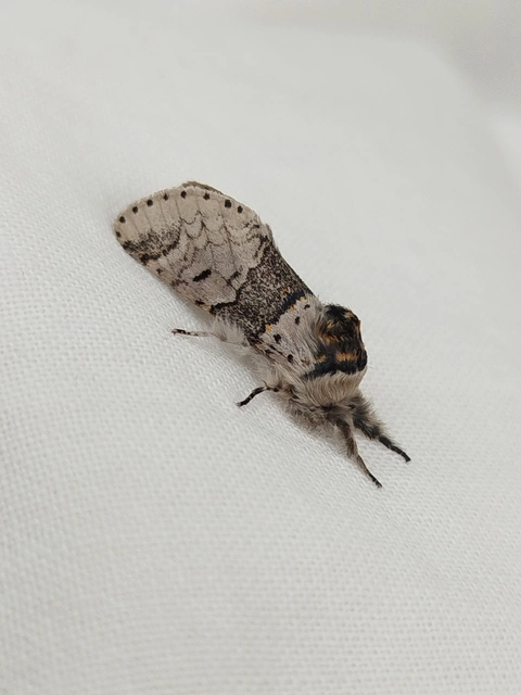 Furcula furcula - szürke púposszövő