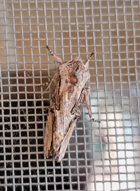 Egira conspicillaris - változékony szürkebagoly