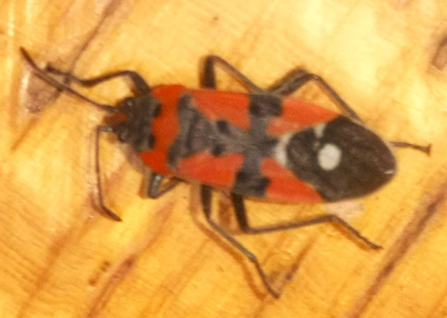 Lygaeus equestris/simulans
