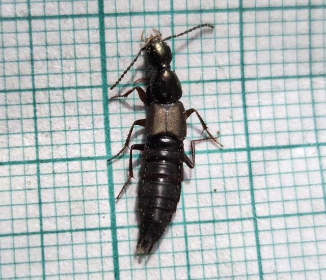 Philonthus decorus - érces ganajholyva
