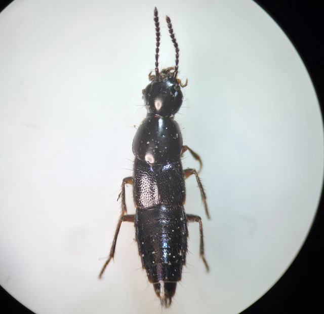 Quedius umbrinus - nagyszemű mohaholyva