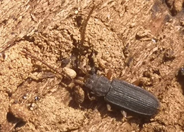 Uleiota planatus - hosszúcsápú fogasnyakú-lapbogár