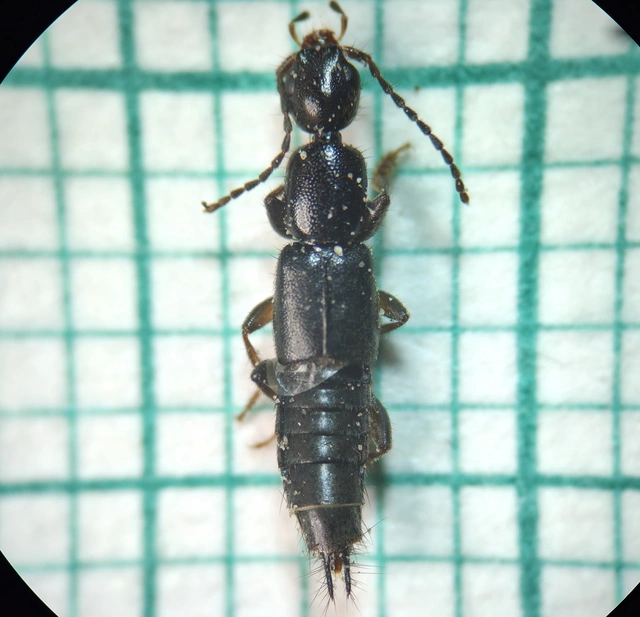 Tetartopeus rufonitidus - mocsári mocsárholyva