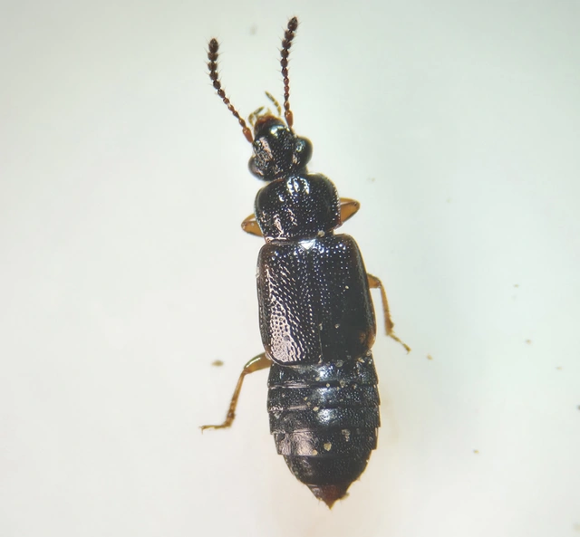 Omalium rivulare - gödörkés barázdásholyva Omalium rivulare - gödörkés barázdásholyva