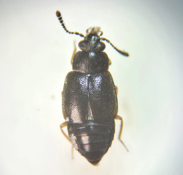 Proteinus ovalis - széles sutaholyva