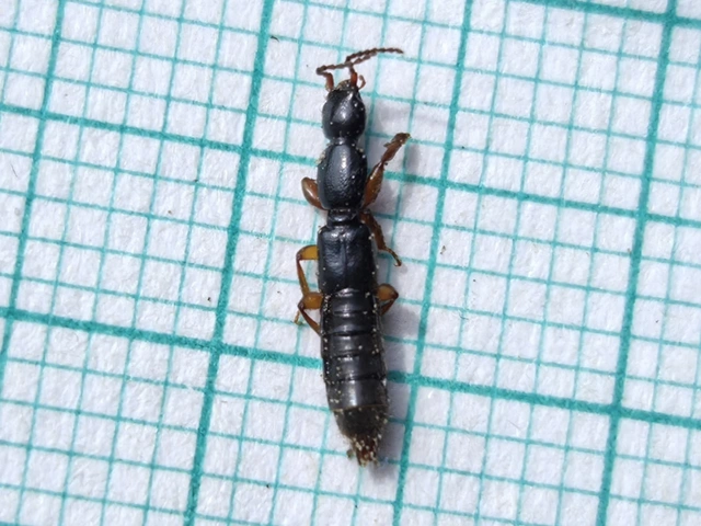Lathrobium brunnipes - nagy mocsárholyva