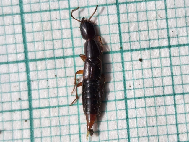 Othius punctulatus - nagy avarholyva